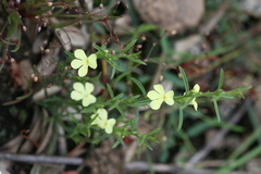 Striga asiatica
